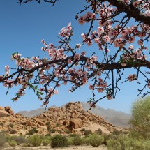 Almond blossoms in the desert